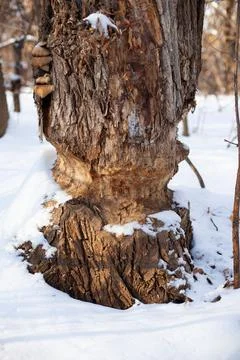 Old tree grows in winter forest. Deciduous tree trunk with beaver teeth marks Stock Photos