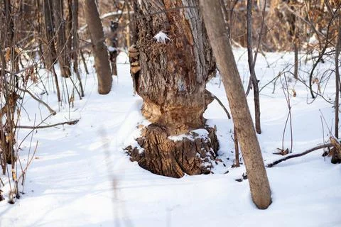 Old tree grows in winter forest. Close-up of tree trunk with marks from beaver Stock Photos