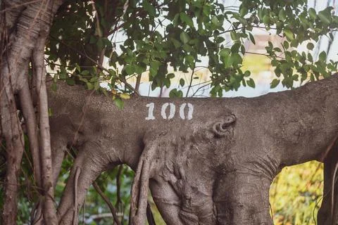 A old tree has marked with number 100 Stock Photos
