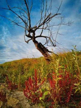 Old tree on the hill Stock Photos