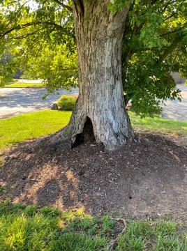 Old tree with hollow at base reminder of a mythical elf dwelling or squirrel Stock Photos