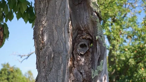 Old tree hollow in the middle Stock Footage 115769417