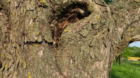 Old tree hollow in the trunk old bark Stock Footage 155967620