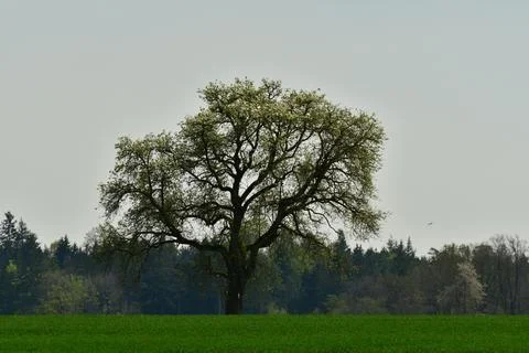 Old tree on horizon in german spring country side Fotos de archivo