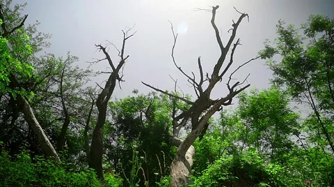 An old tree. Hot summer day. Countryside. Stock Footage 68328768