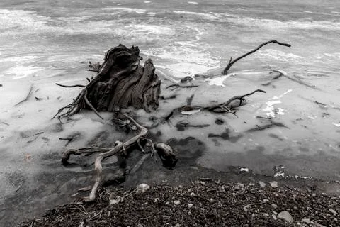 An old tree in the ice Stock Photos
