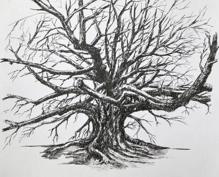 Old tree - illustration. Detailed drawing of a large tree with many branches, Stock Illustration