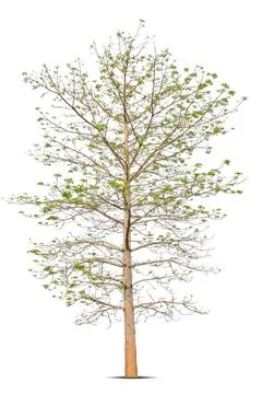 Old tree isolated on white background Stock Photos