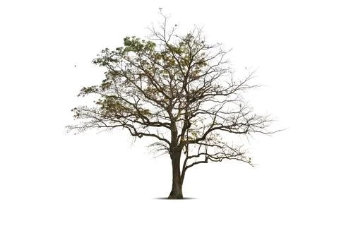 Old tree isolated on white background Stock Photos