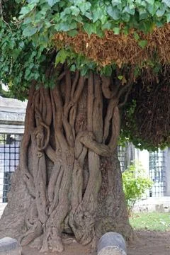 Old tree Istanbul Stock Photos