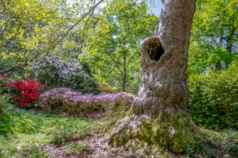 Old Tree  with its huge trunk Stock Photos