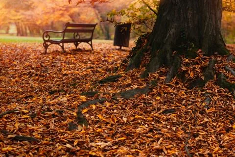 Old tree with its thick roots protruding from thick autumn leaves and bench Stock Photos