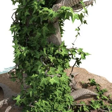 Old tree with ivy 3D Model
