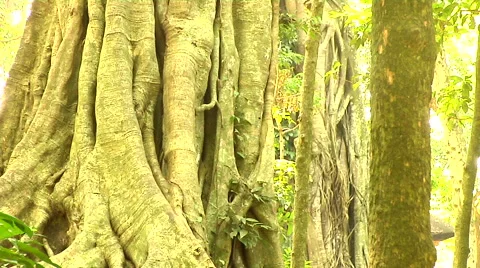 Old tree in the jungle in Bali Stock Footage 41379340