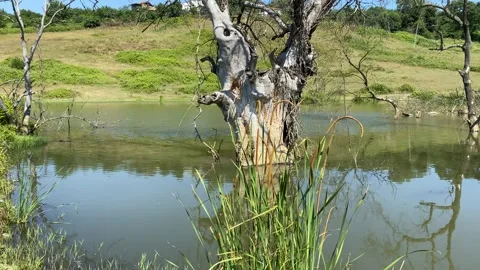 Old tree on the lake Stock Footage 134011248