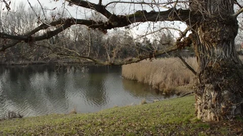 Old tree by the lake Stock Footage 146325839
