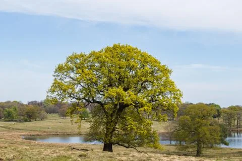 Old tree by a lake Stock Photos