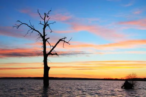 Old tree in lake at sunset landscape Stock Photos