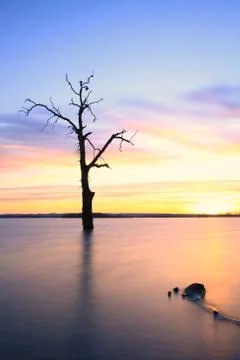Old tree in lake at sunset landscape Stock Photos