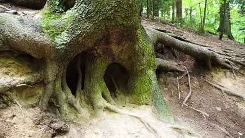Old tree with large climbing roots Stock Footage 138893838