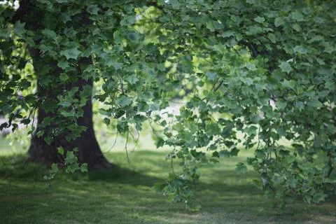An old tree with a large diameter barrel in the park Stock Photos