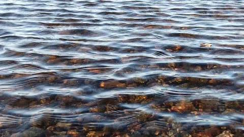 Old tree leaf moving and ripples on the lake in slow motion Stock Footage 123348991