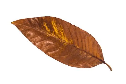 Old Tree Leaf Foto stock