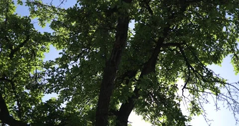 An old tree, leaves blowing in the wind, a sunny summer day, part 2 Stock Footage 253511835