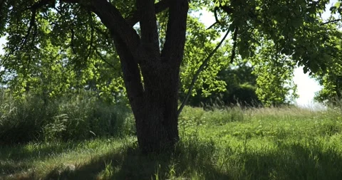 An old tree, leaves blowing in the wind, a sunny summer day, part 1 Stock Footage 253511890