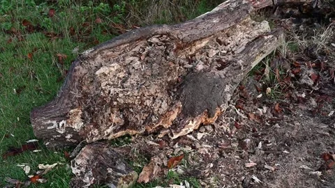 Old tree left to decay Stock Footage 251989762