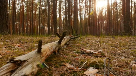 An old tree lies on the ground in a pine forest. Beautiful sun rays. The camera Stock Footage 119830930