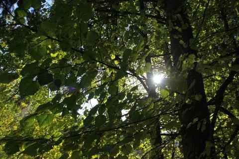 Old tree linden with sunbeam Stock Photos