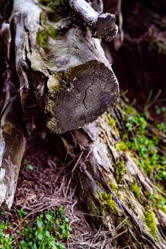 Old tree log with moss in a forest Stock Photos