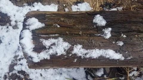 Old tree log with snow moving from left to right view Stock Footage
