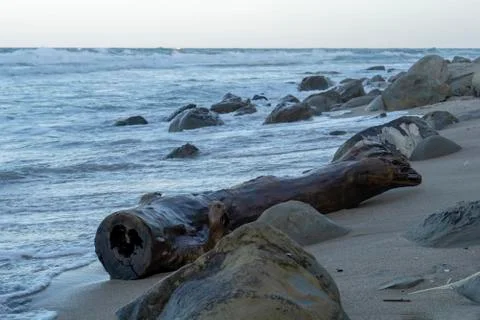 An old tree log thrown out by the sea on a wild beach near Obzor, Bulgaria Photos