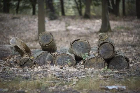Old tree logs in the forest Stock Photos