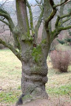 An old tree that looks like a forest creature from fairy tales Stock Photos