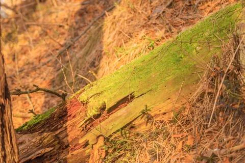 Old tree lying on forest flor covered with green moss. Stock Photos