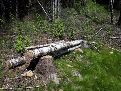 Old tree lying in the forest on the grass Stock Photos