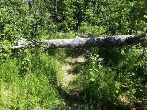 Old tree lying on the grass in the forest Stock Photos