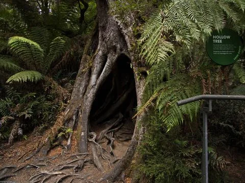 Old tree in Maits Rest Rainforest walk in Great Otway National Park, Australia Stock Photos