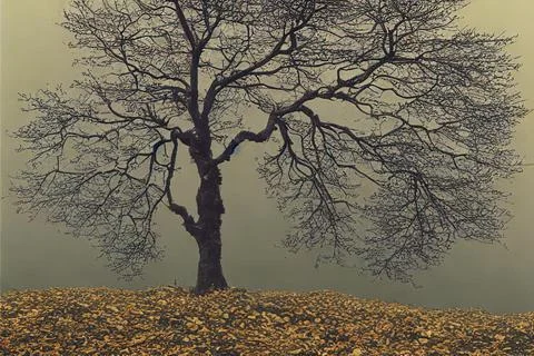 Old tree with many branches against the background of fog in autumn. Stock Photos