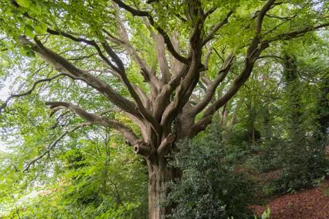 Old tree with many branches Stock Photos
