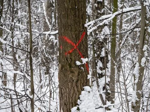 The old tree is marked with a red mark for cutting down in the park Foto stock