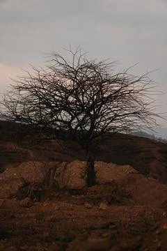 Old tree in the middle of the desert Foto stock