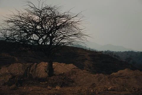Old tree in the middle of the desert Foto stock