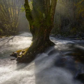 Old tree in the middle of the stream Stock Photos