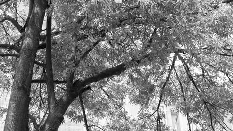 Old tree monochrome Stock Photos