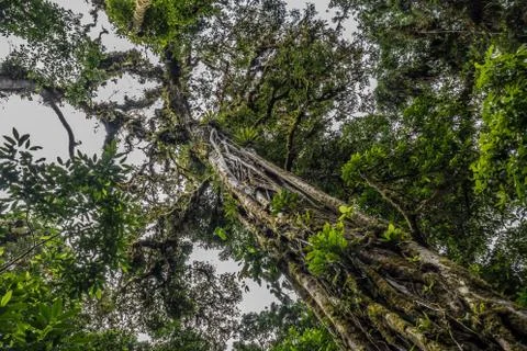 Old tree in Monteverde Cloud Forest Reserve view Stock Photos