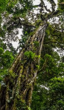 Old tree in Monteverde Cloud Forest Reserve view Stock Photos